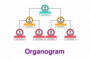 Read more about the article How To Create A Proper Organogram